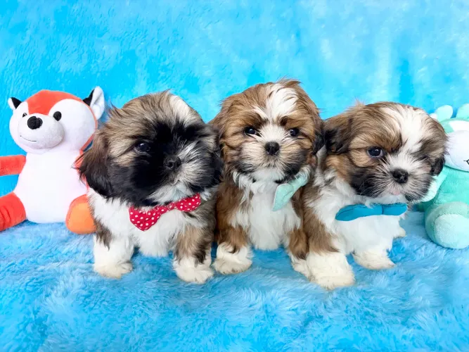 Machos shih tzu perfeitos canil registrado