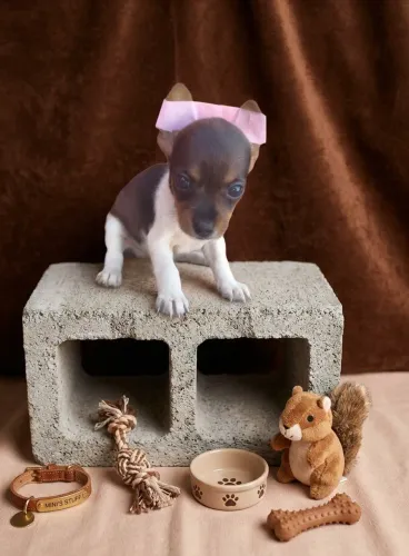 Filhotes disponíveis pinscher miniatura 