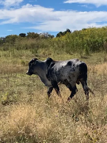 Vendo garrotes Gir entre 01 e 02 anos 