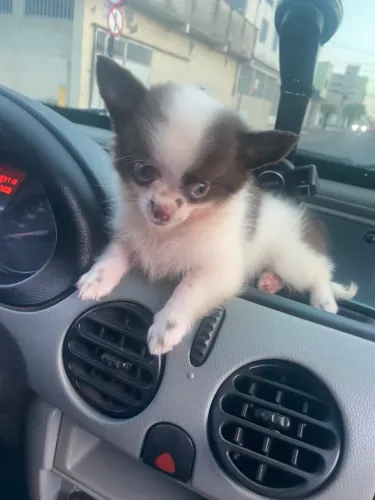 Cachorro