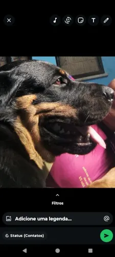 Procura-se uma namorada da mesma raça # rottweiler