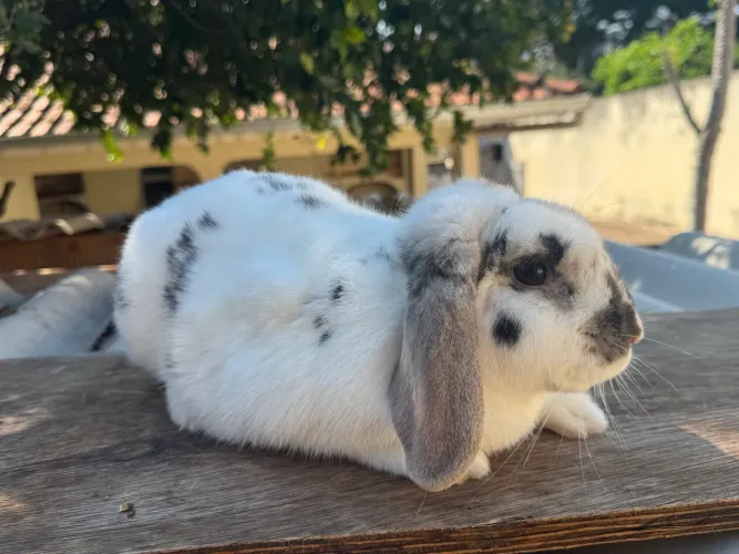 Coelha mini lop fêmea