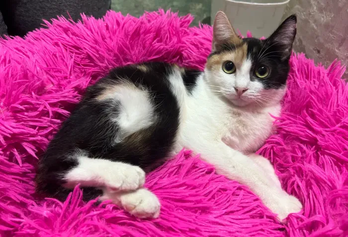 Adote gatinha tricolor linda 