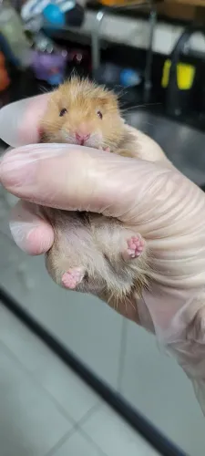 Hamster sírio