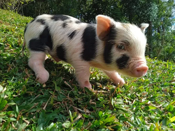 Porquinho de Estimação Mini Pig Filhotes Saudáveis e Vermifugados