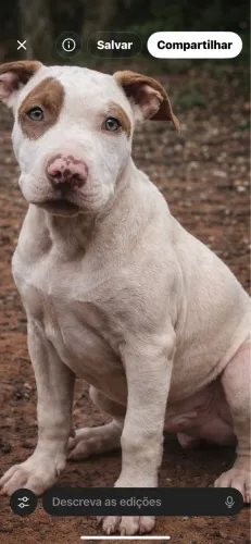 Filhote 4 meses com todas as vacinas e medicação em dias 