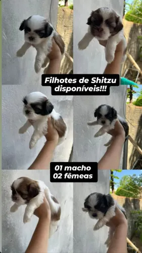Shitzu 