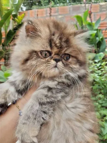 Gato Persa lindos filhotinhos com padrão profissional