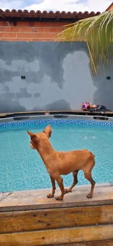Pinscher macho mini procura uma namorada (zona norte santa maria)