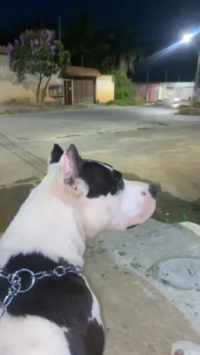 Doação pit monster fêmea