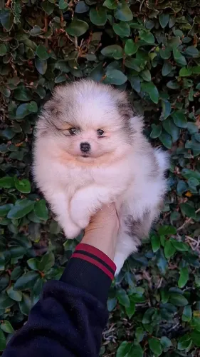 Spitz Alemão Carinhoso E Companheiro