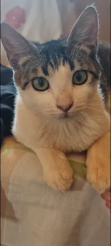 Doação de gatinho