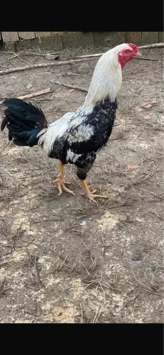 Galo