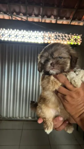 Filhotes de Shih Tzu