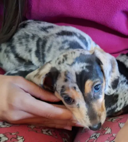 Filhotes Basset alerquim