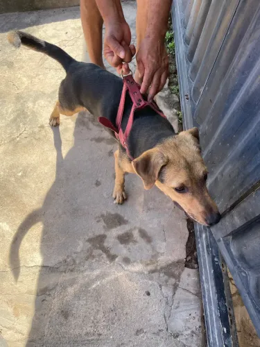 Adoção de cachorro 