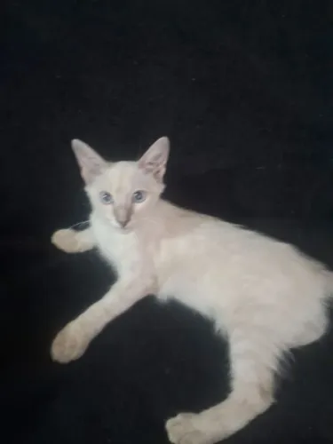 Gatinhos para doação