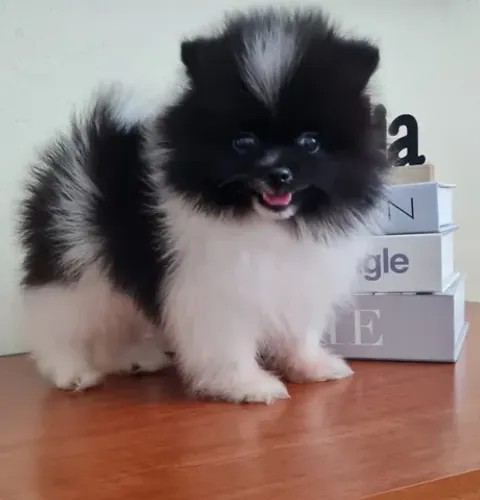 Lulu da pomerania (Spitz alemão)