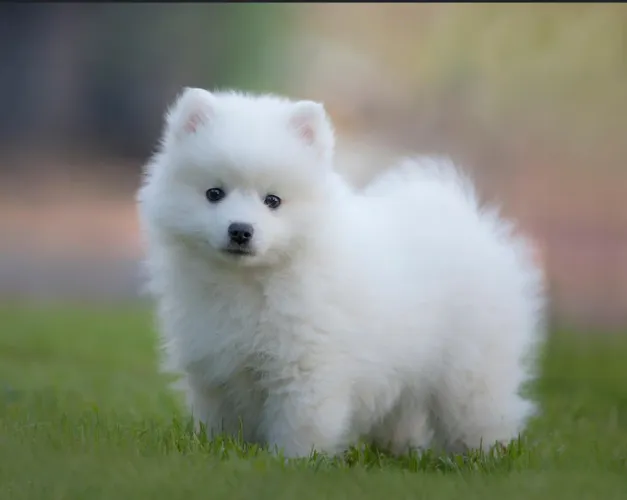 Spitz Japonês- filhotes com pedigree e garantia - em 10x sem juros