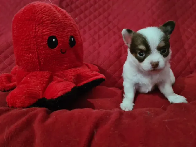 Chihuahua pequeno chocolate com branco muito amoroso.