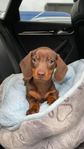 Filhote de Dachshund na toalha azul 