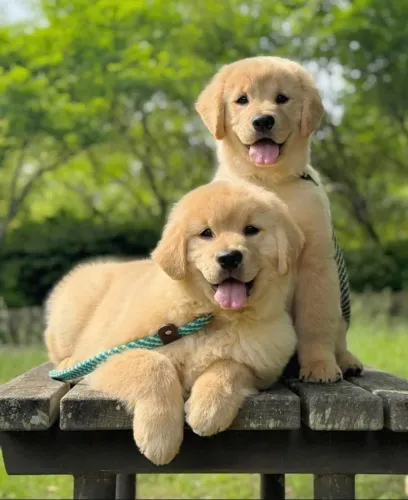 Filhotes de Golden Retriever | Fofura que não acaba mais!
