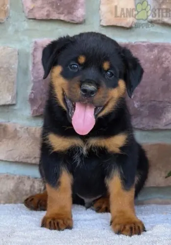 Rottweiler porte alemão