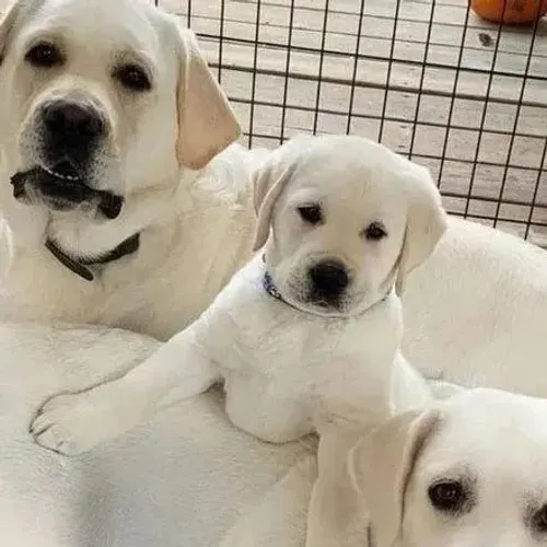 Filhotes de Labrador puros e elegantes 