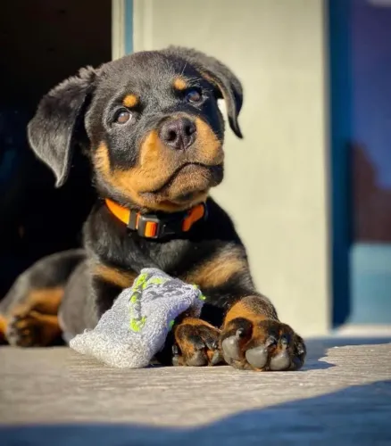 Filhotes de Rottweiler | Filhotes fofos e inteligentes!