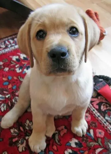 Filhotes de labrador traga amor para seu lado