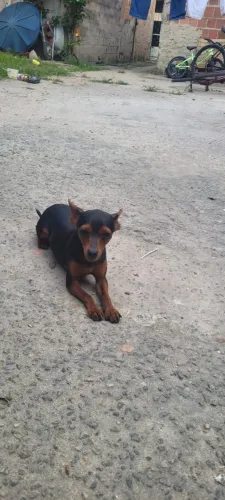 Vende-se Pincher 1