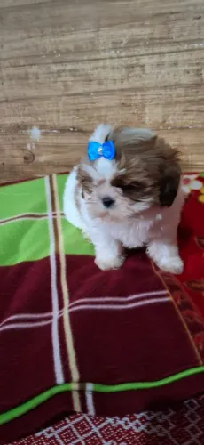 Fêmea e machinho shitzu  em São João del rei e Barbacena 