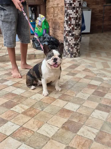 Femea buldog francês merle