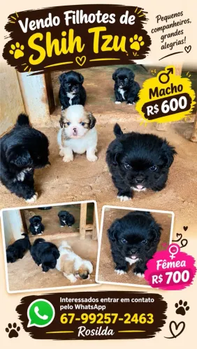 Vendo Filhote de Shih Tzu 