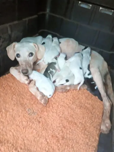 Cachorrinho para doação nasceu ontem