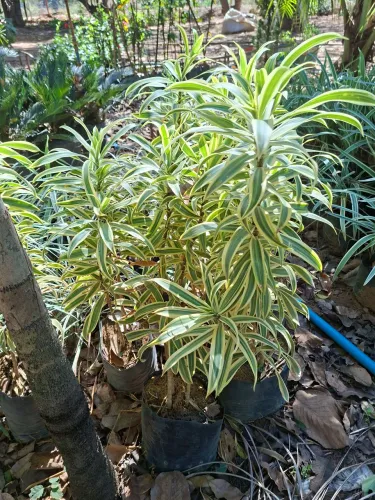 Dracena pleomele variegata