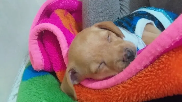 Filhote de pinscher zero (macho / vermifugado)