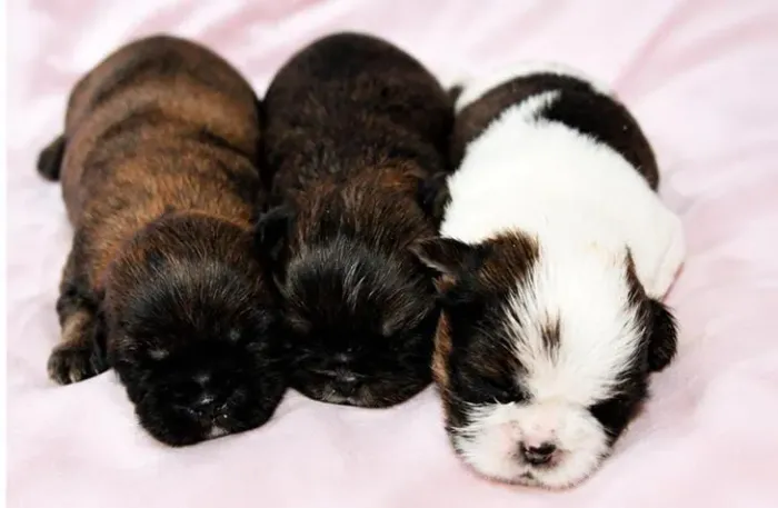 Shih-tzu / poodle