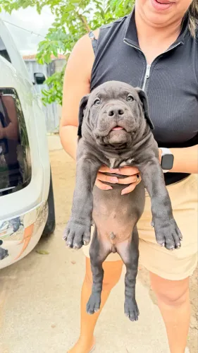 Filhotes de Pit Monster com Pedigree