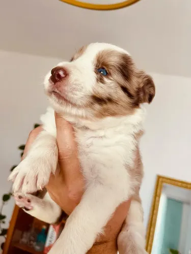 Border collie