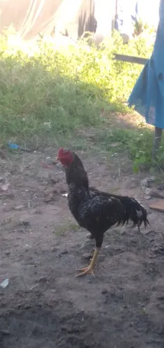 Galo grande sem um esporam de um pé