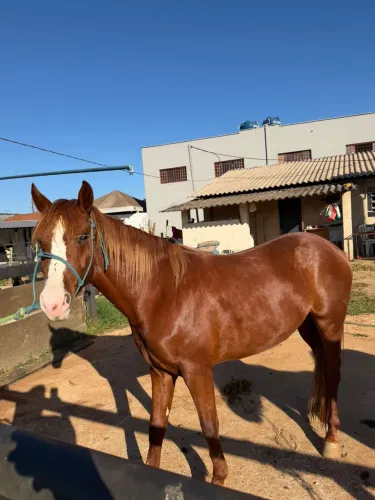 Cavalo