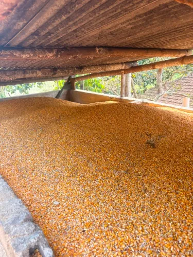 Vendo milho 50 kg