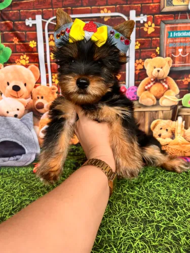 Linda Yorkshire 2 meses pedigree opcional