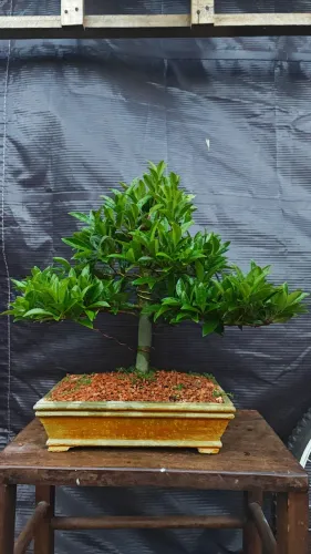 Bonsai de Cerejeira do Rio Grande