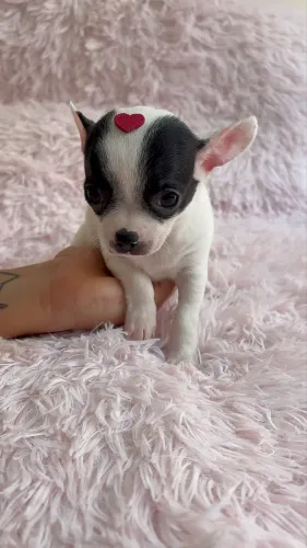 Chihuahua fêmea disponível