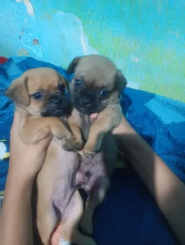 cachorro Pug retrô 