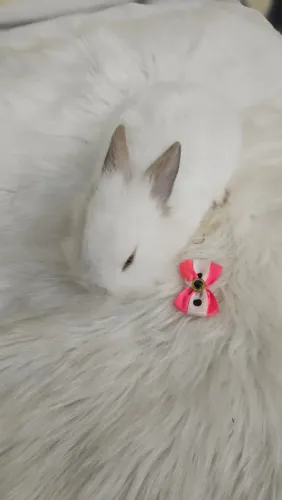 Mini coelho pra venda..