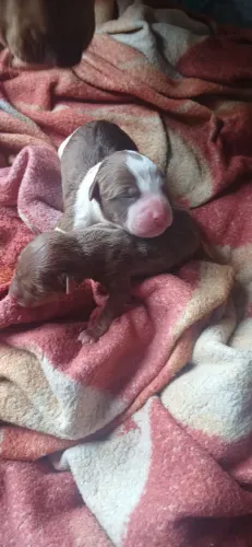Vendas de filhotes de cachorros pitbull