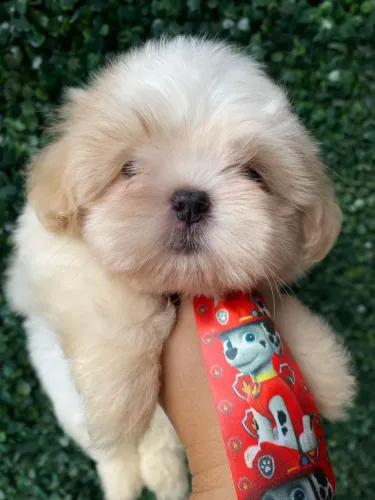 Shihtzu